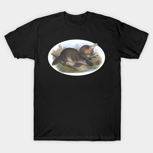 Platypus Australian Animal Illustration T-Shirt by KarwilbeDesigns